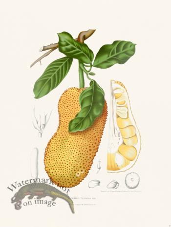 Horticulture of Java 25